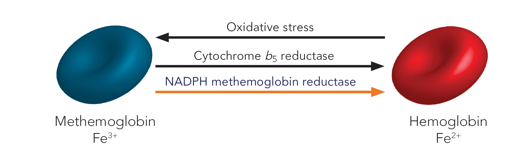 Mechanism of Action ProvayBlue